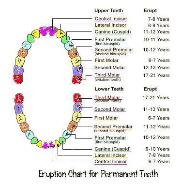 Eruption chart for permanent teeth