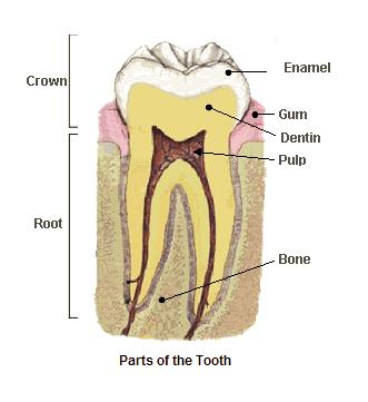 Parts of a tooth